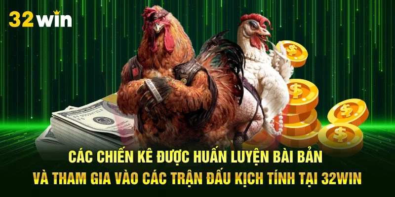 Các chiến kê được huấn luyện bài bản và tham gia vào các trận đấu kịch tính tại 32Win